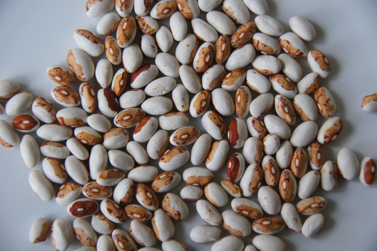 Фасоль луновидная