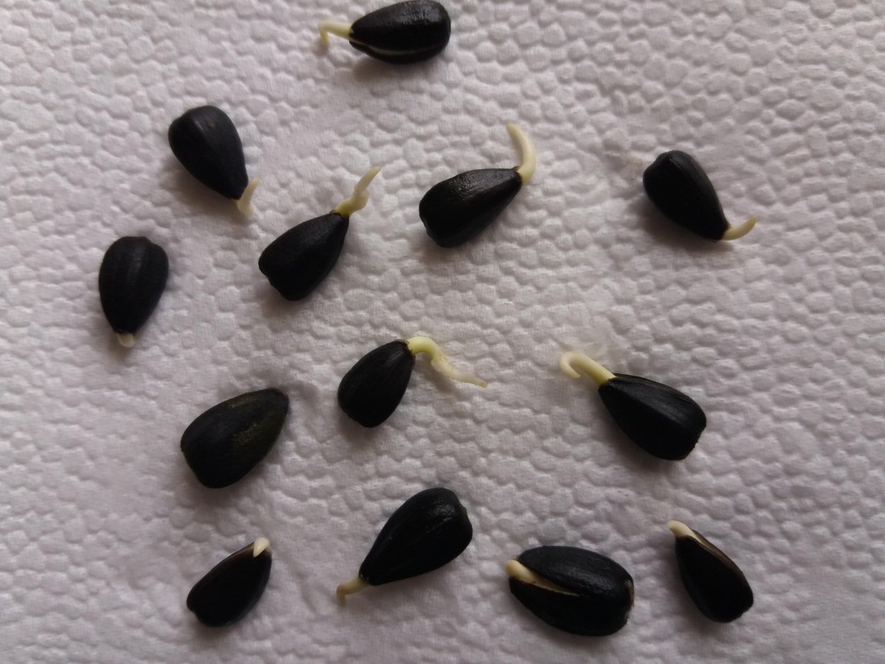 Семечко подсолнуха прорастание