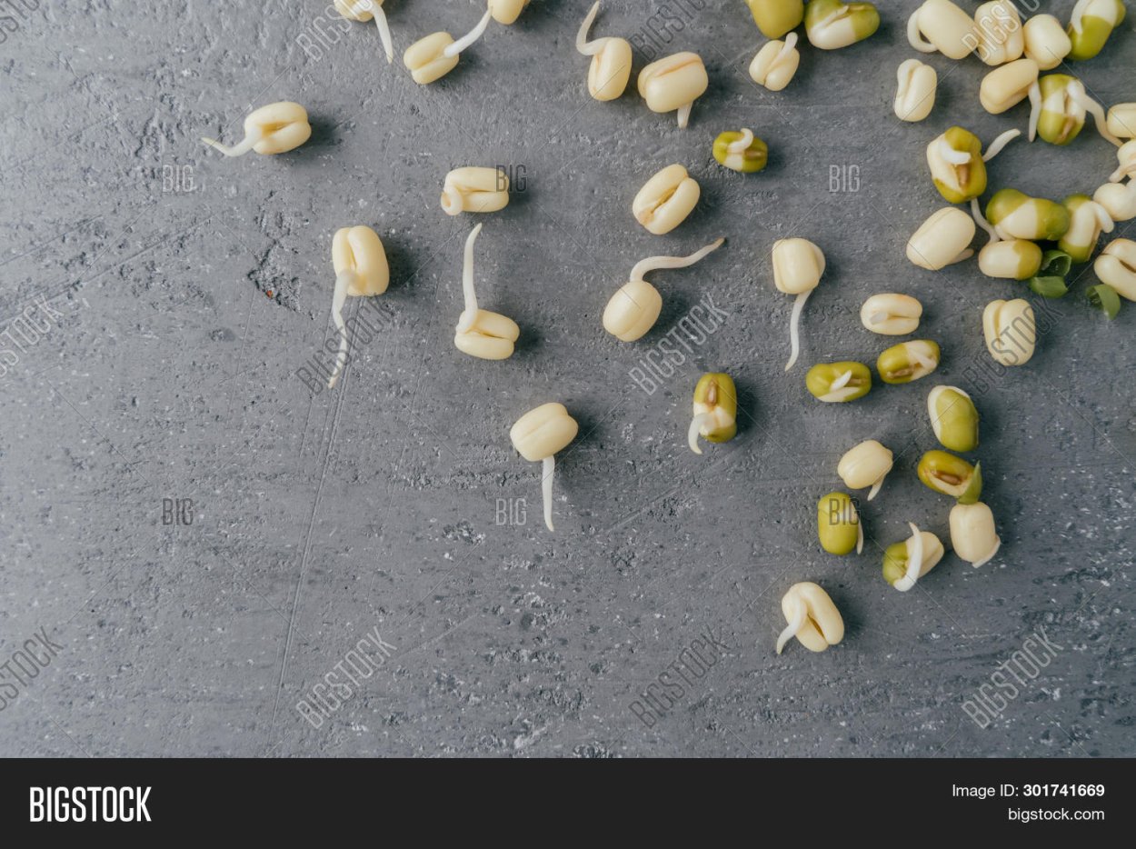 Прорастить Бобы