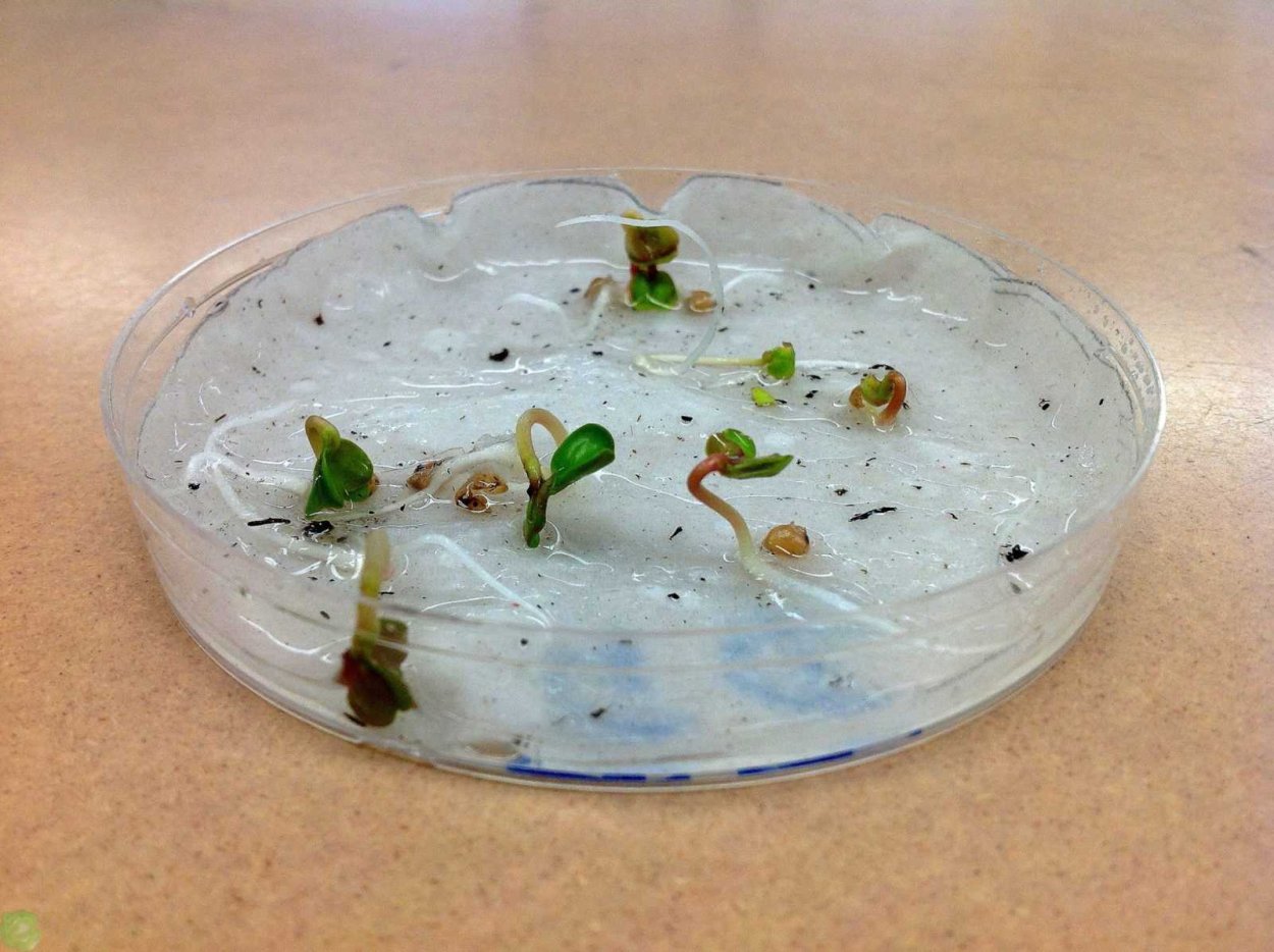 Всхожесть семян чашка Петри