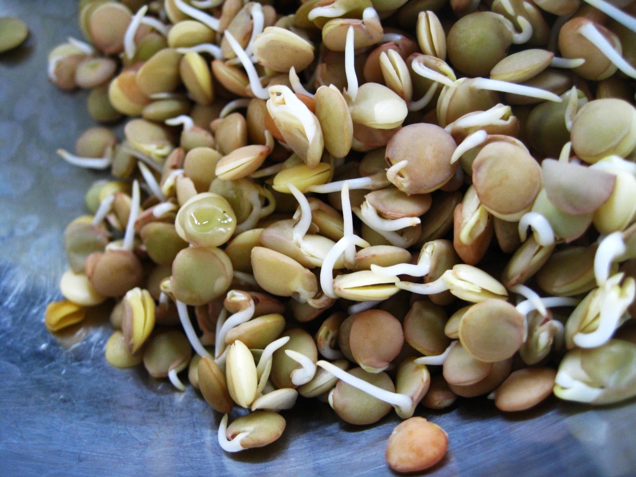 Пророщенная соя