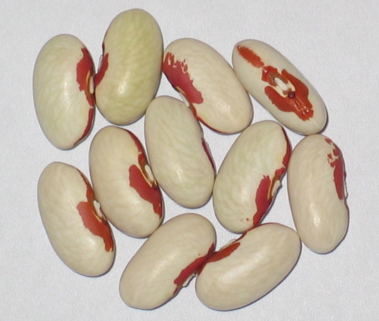 Фасоль Steuben Yellow Eye Bush Dry Bean