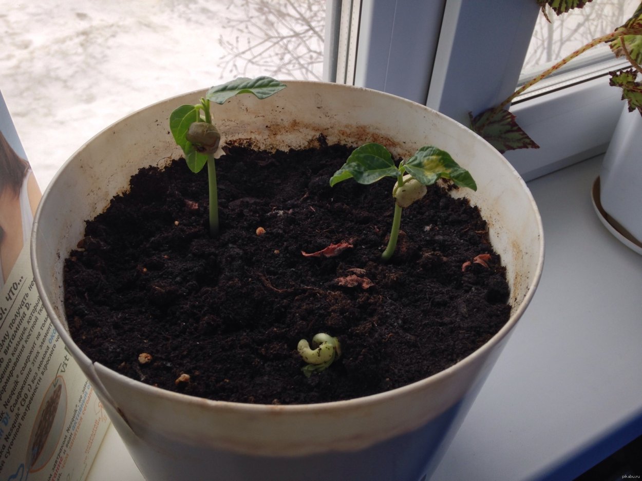 Росточки проросшей фасоли