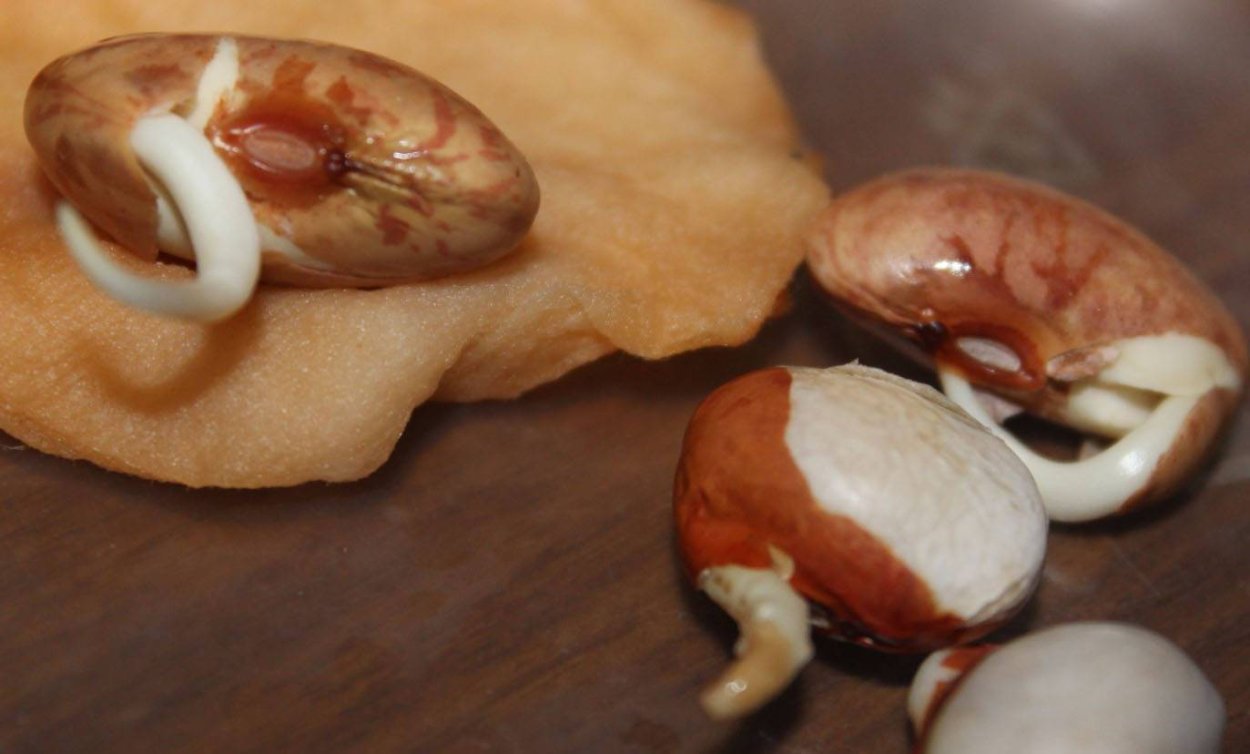 Семена фасоли проращивание