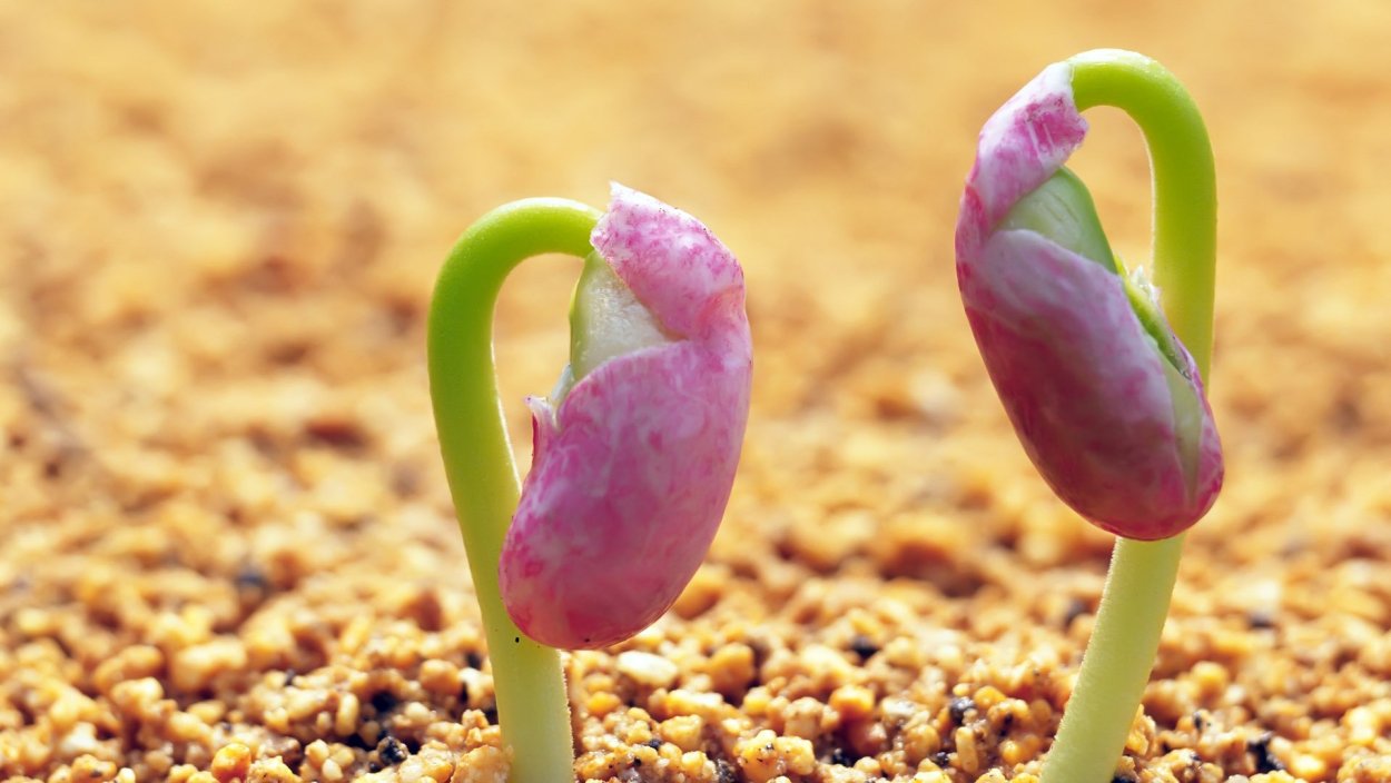 Ростки цветов