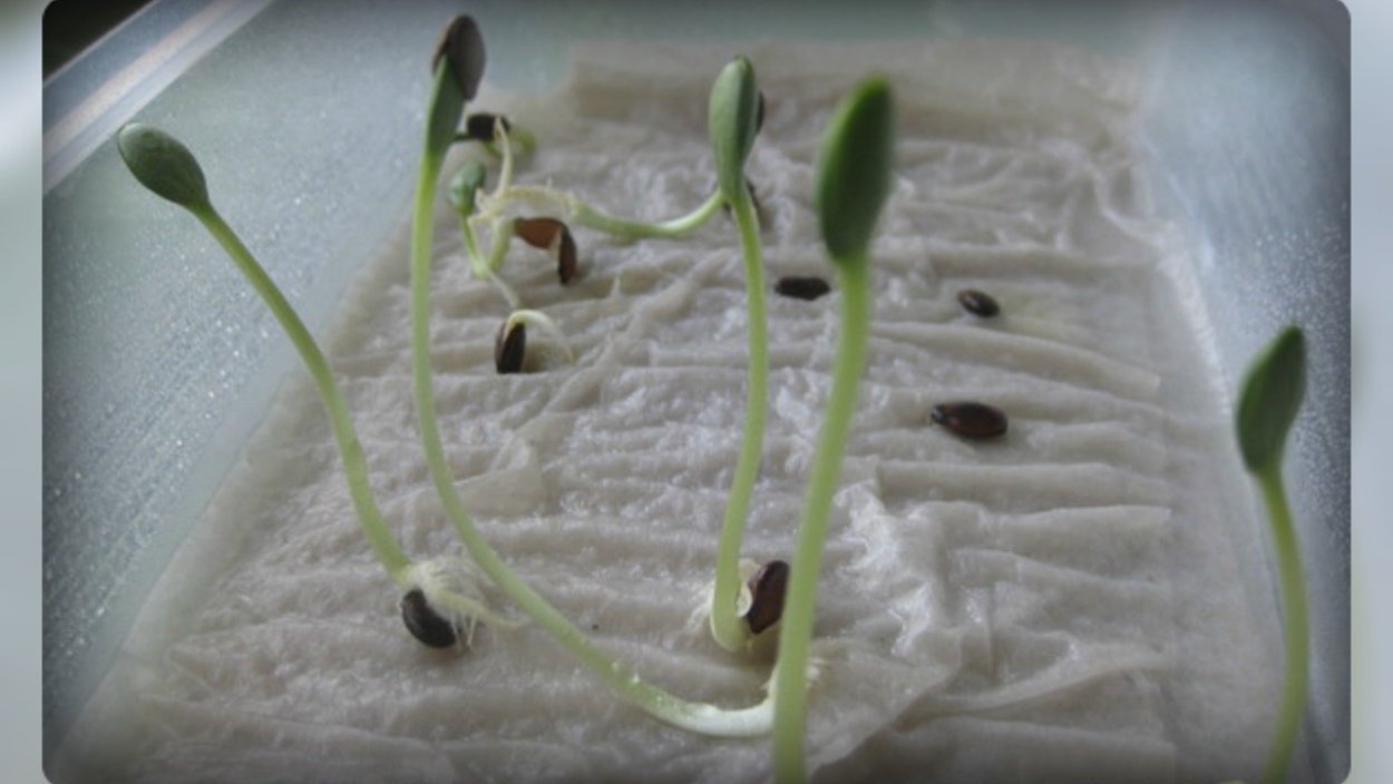 Прорастить семена огурцов