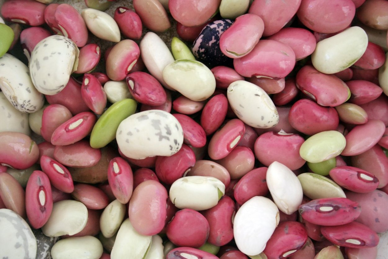 Цветная фасоль