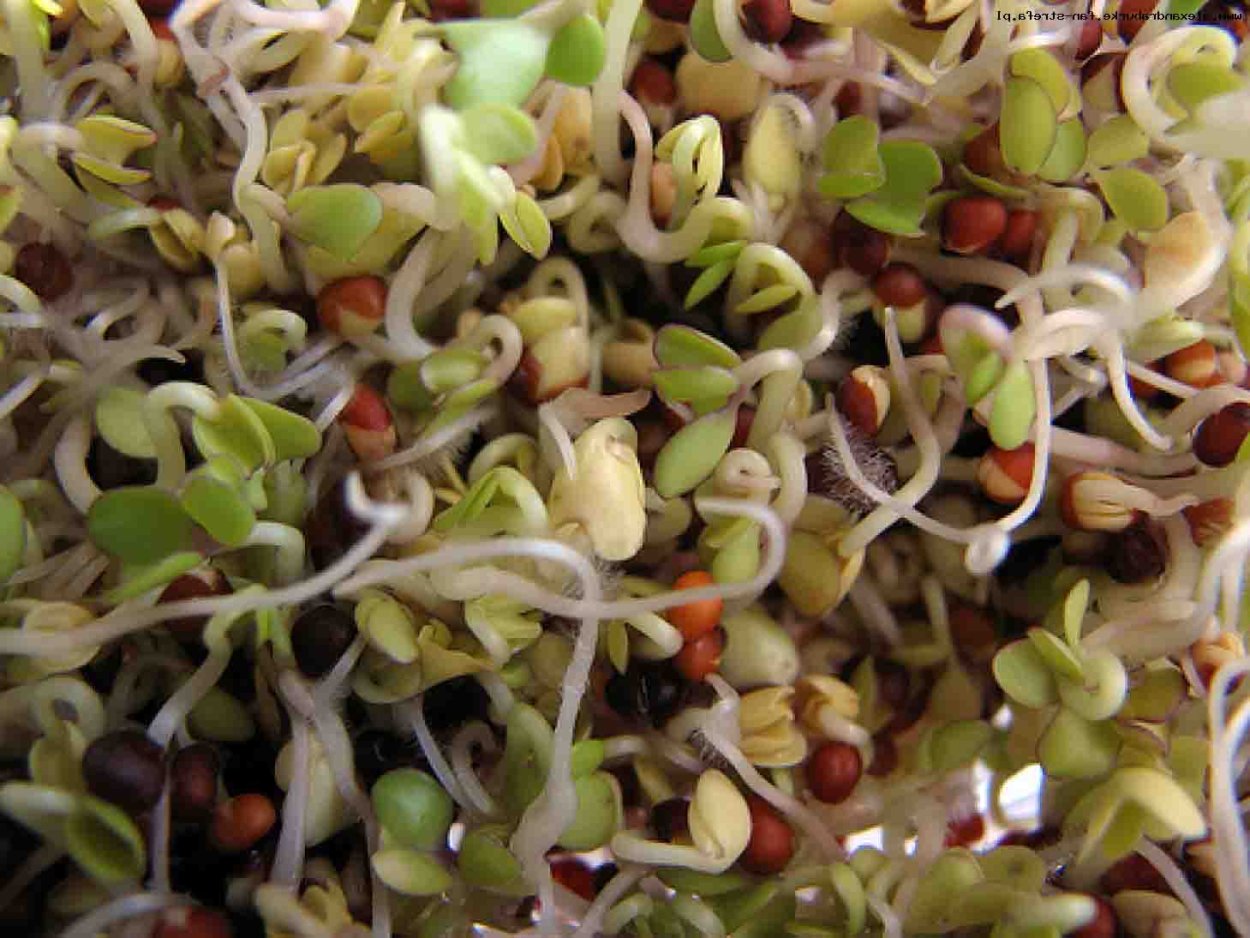 Микрозелень фасоль