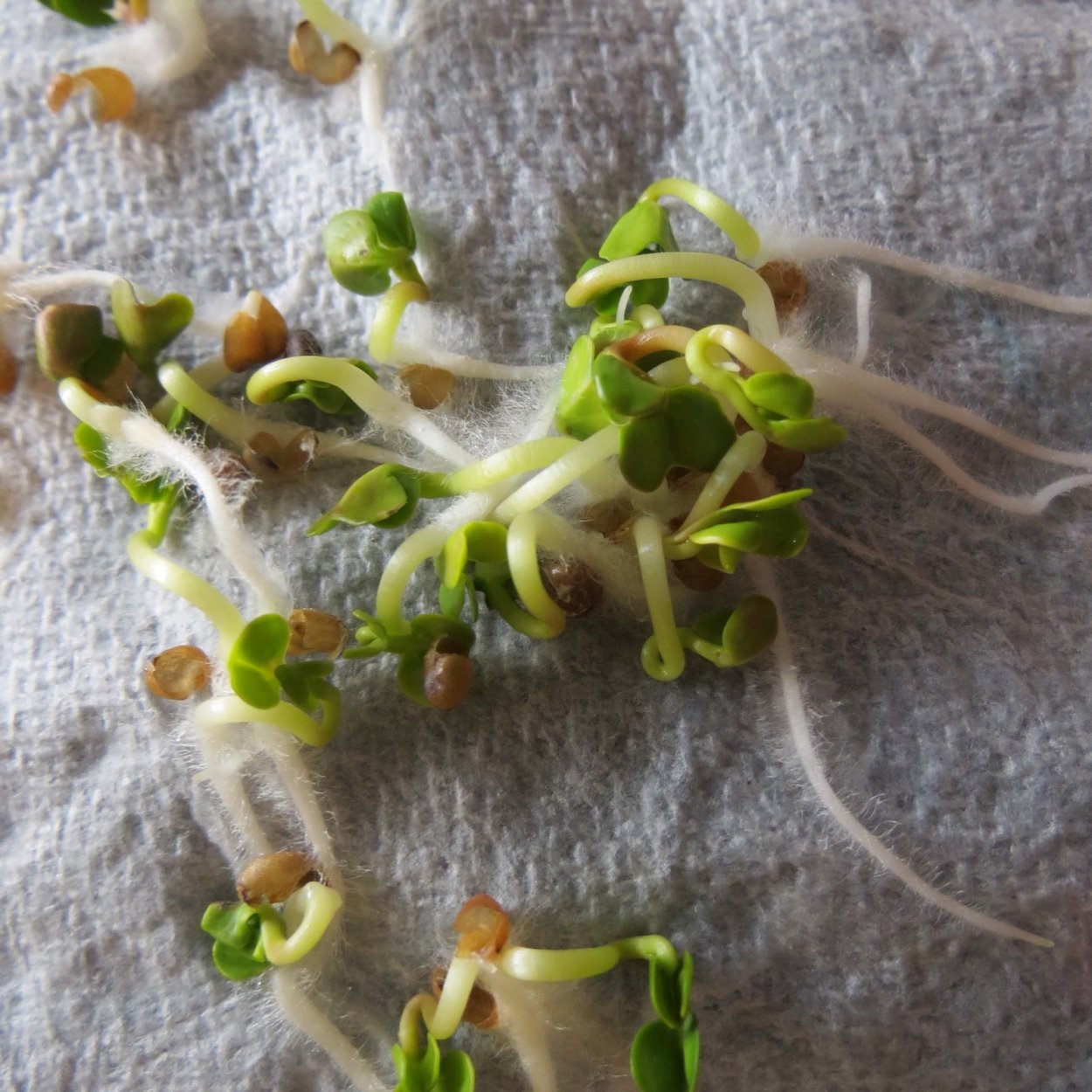 Пророщенное семечко огурца