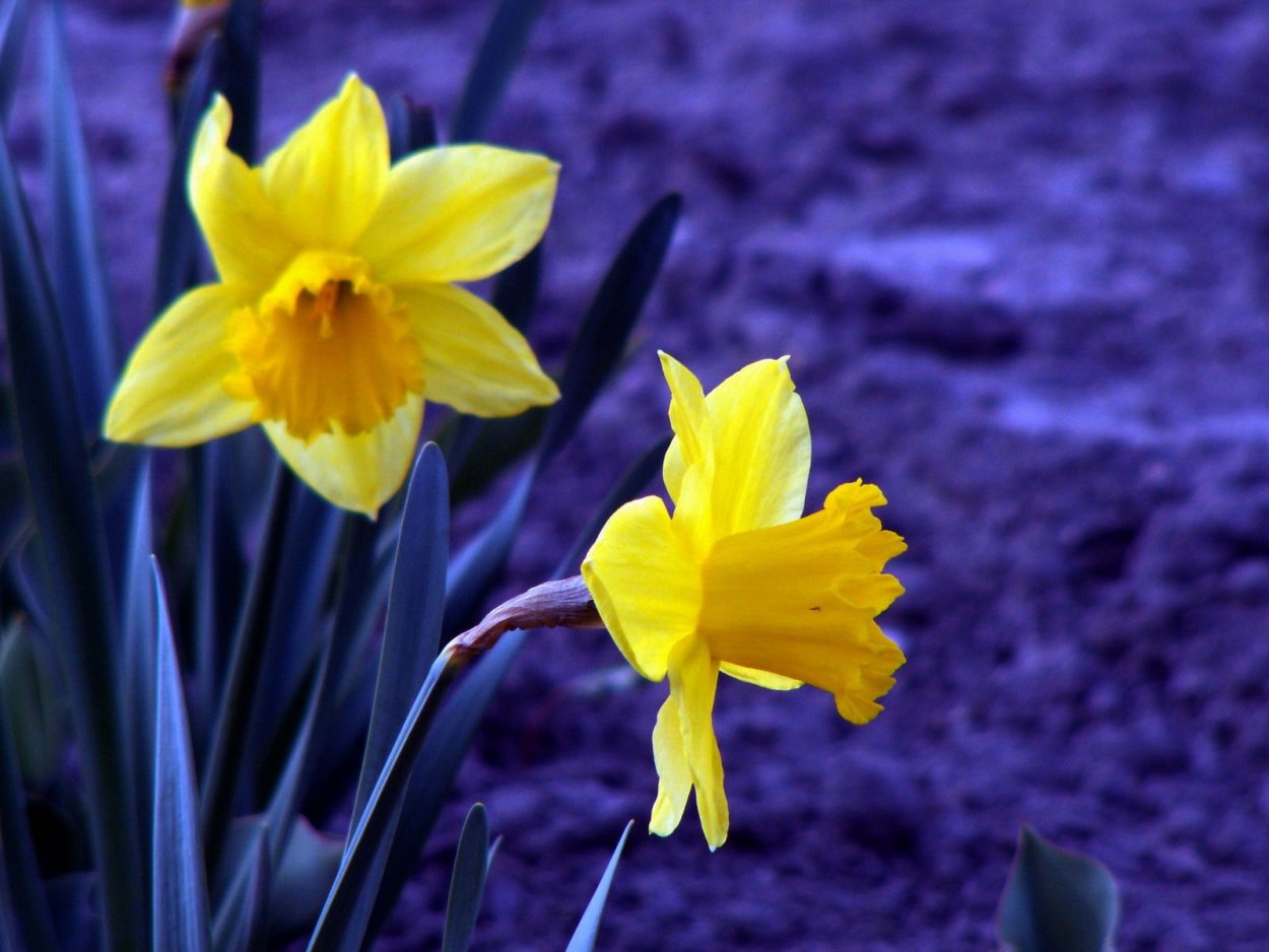 Нарцисс фиолетовый сорт