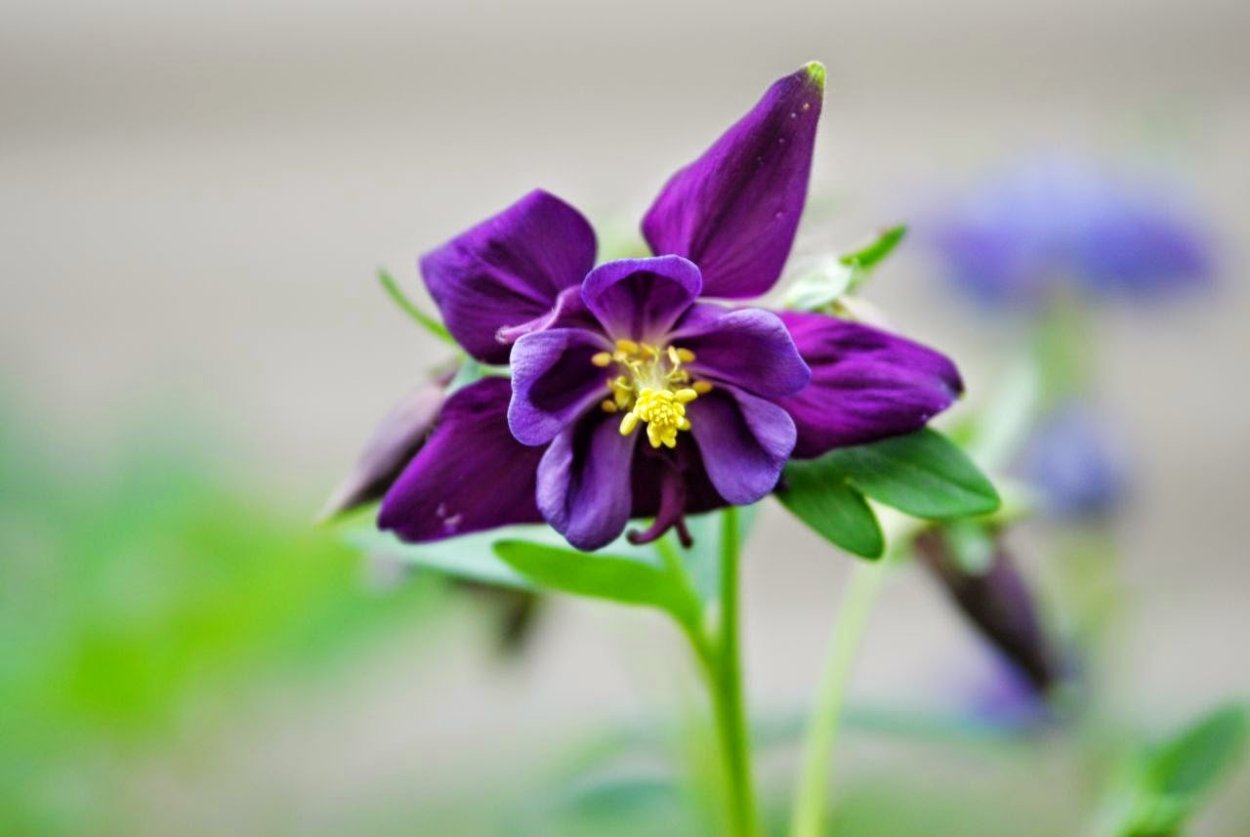 Цветок Нарцисс сиреневый