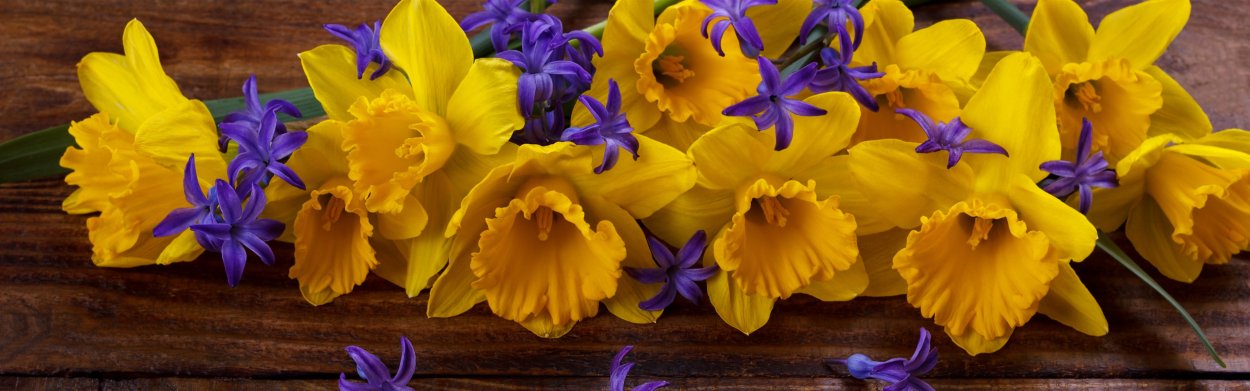 Нарциссы лиловые