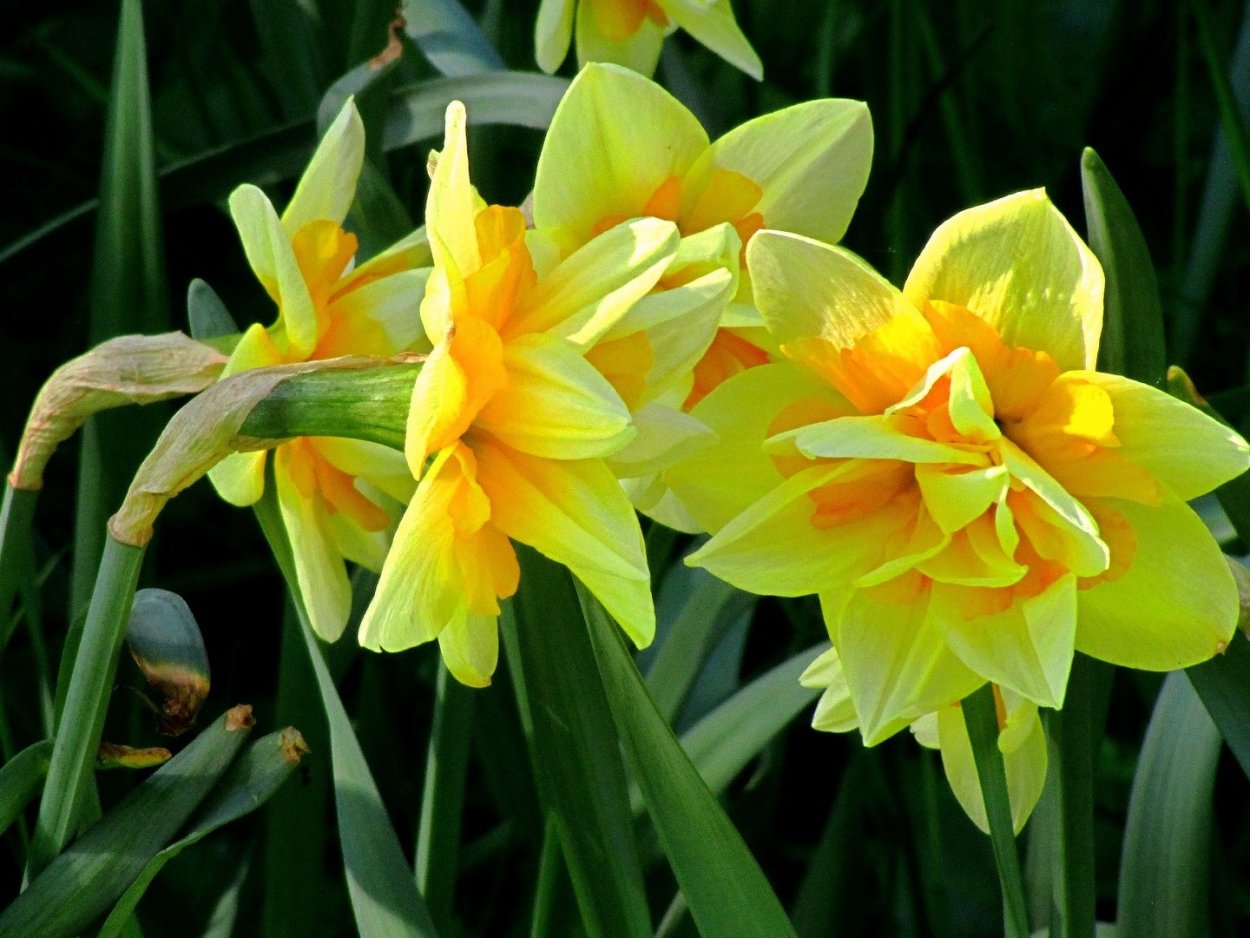 Нарцисс Голден Делишез