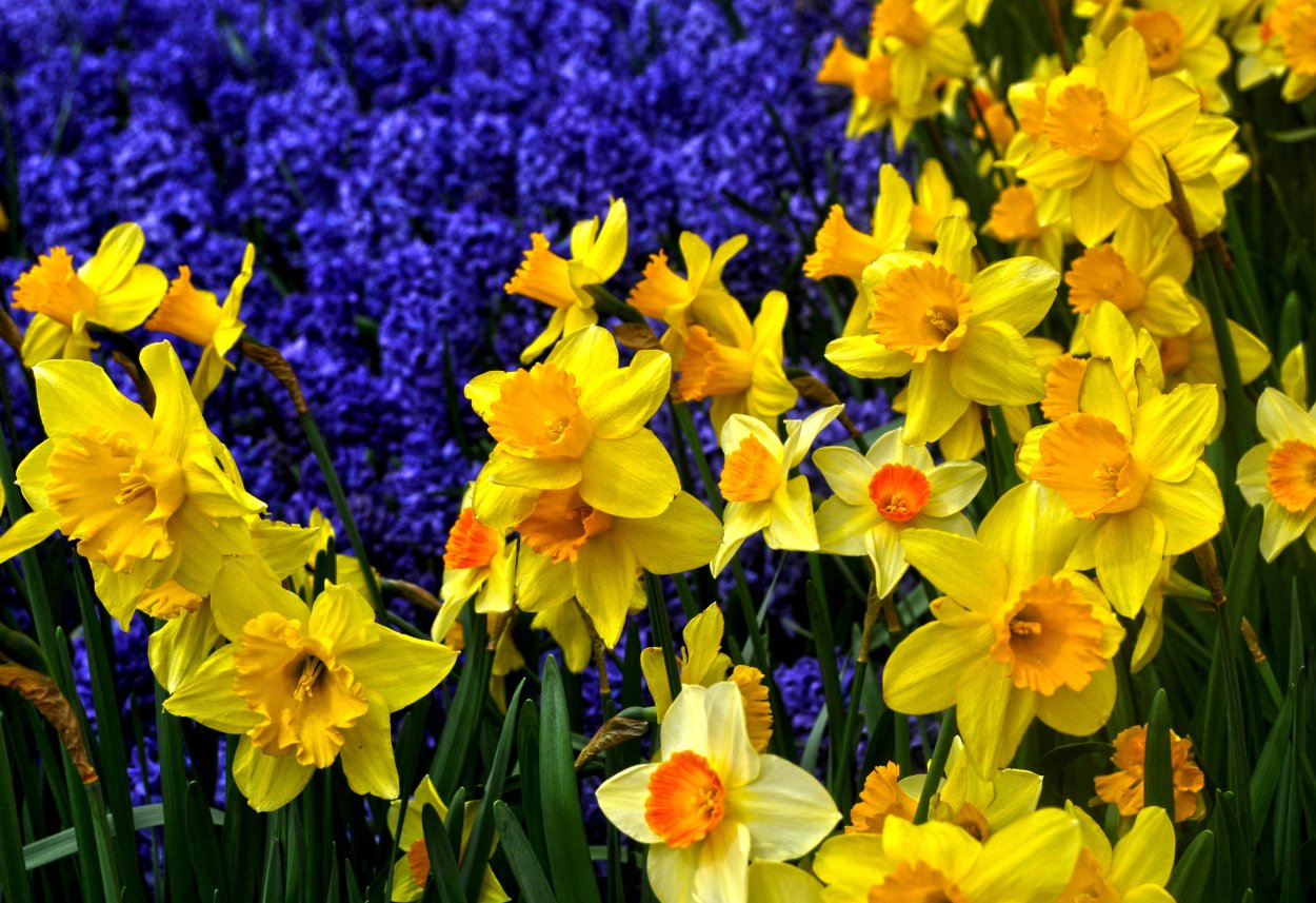 Нарцисс фиолетовый Нидерланды