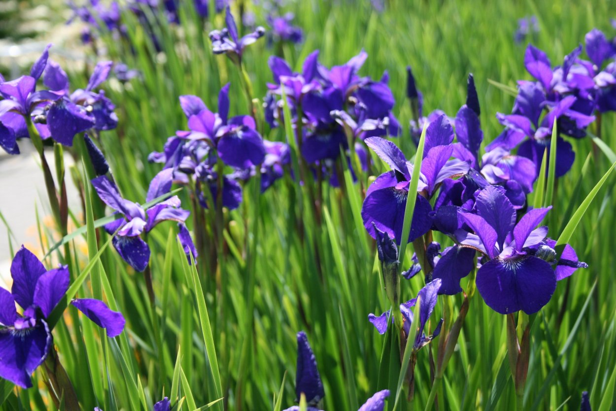 Цветы Ирис и Нарцисс