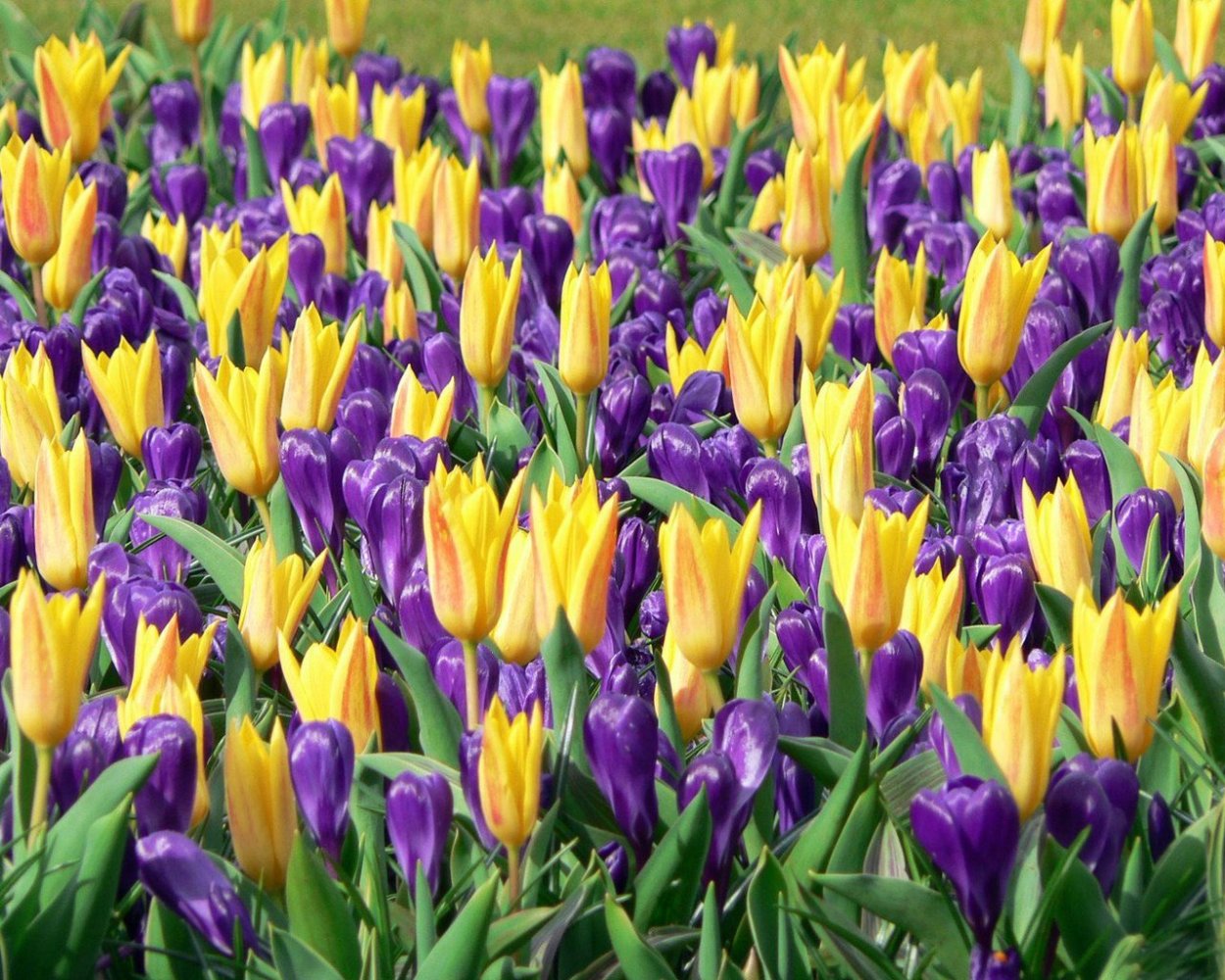 Тюльпаны крокусы гиацинты