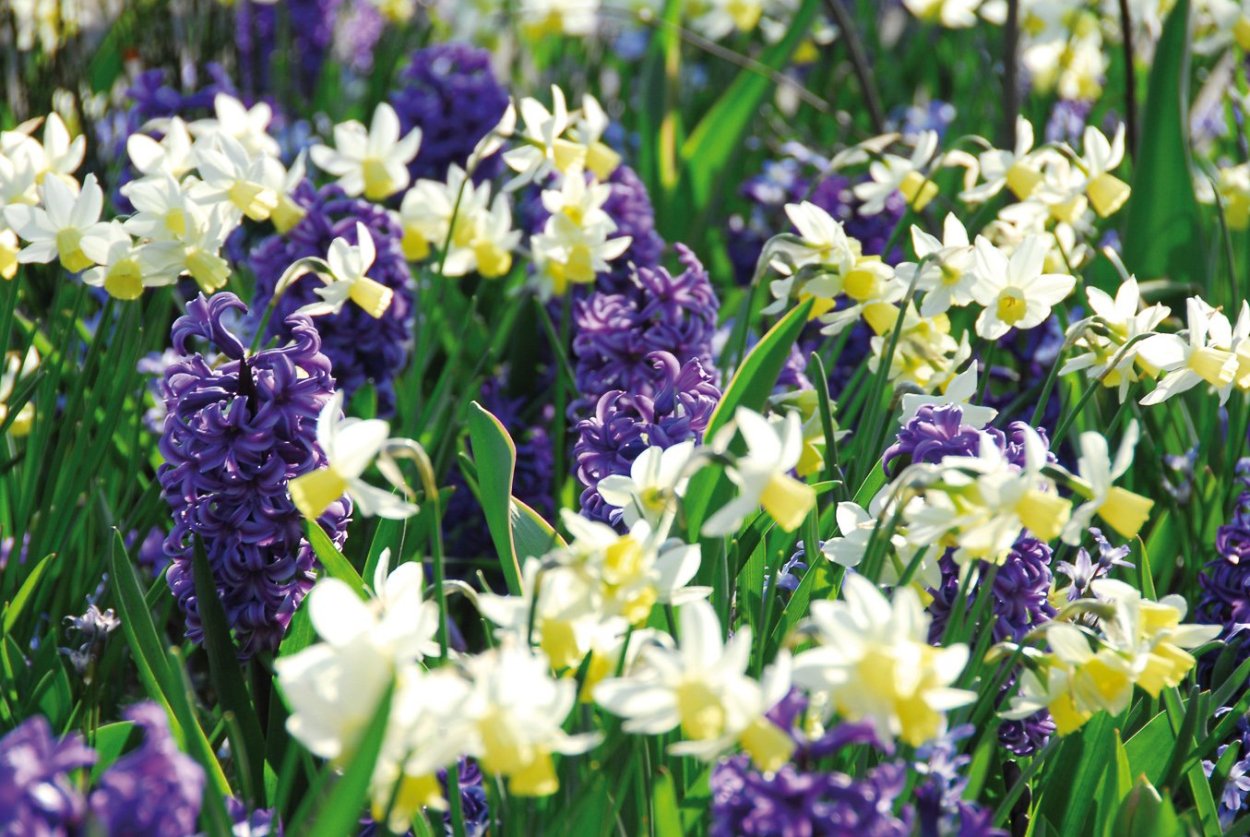 Нарциссы и мускари