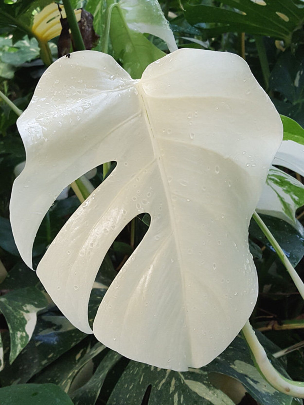 Монстера деликатесная «Вариегата