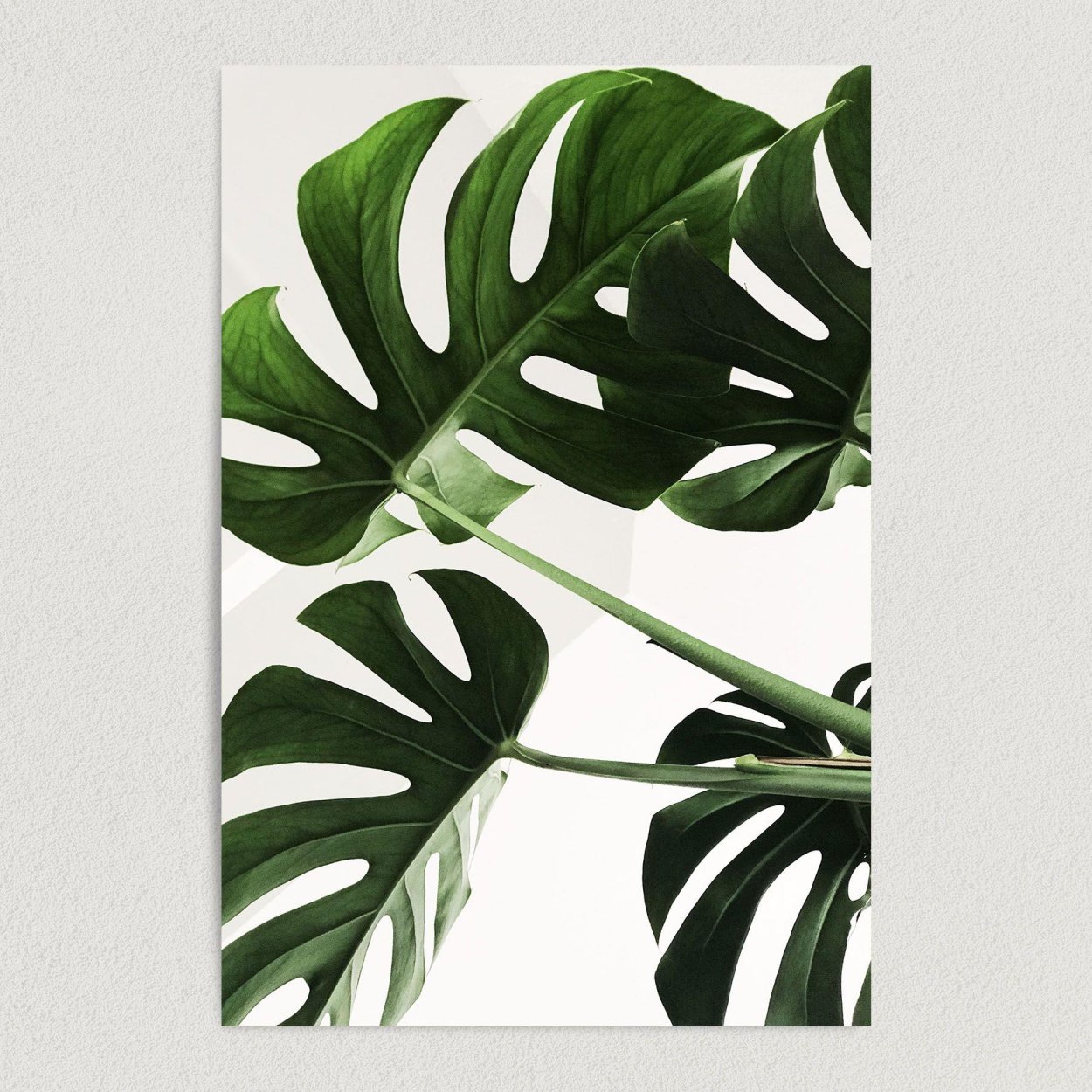 Monstera рус. Монстера