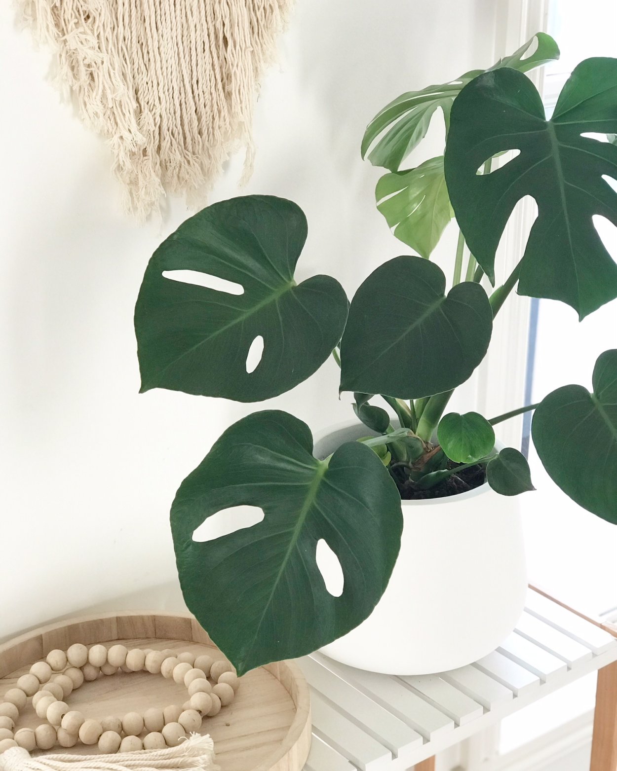 Монстера деликатесная Monstera