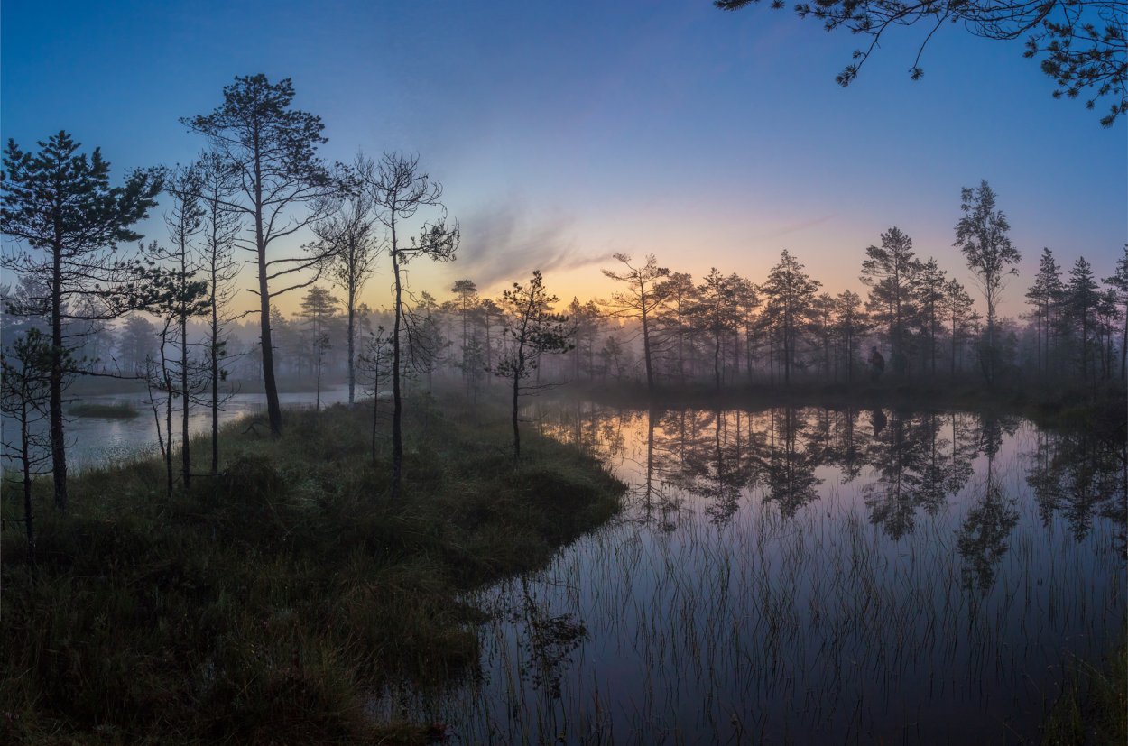 Болота туман лес