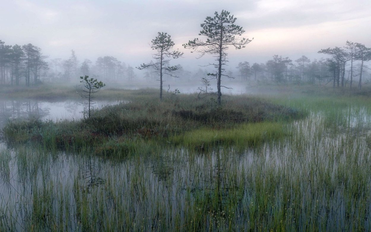 ДЗЯКИНСКОЕ болото туман
