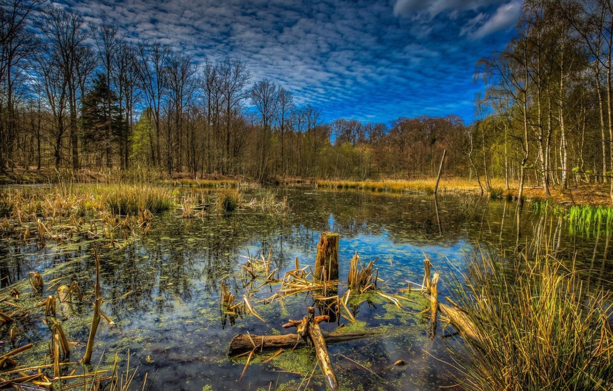 Красивые болота