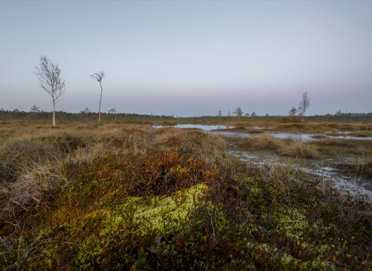 Болото Волкосарское