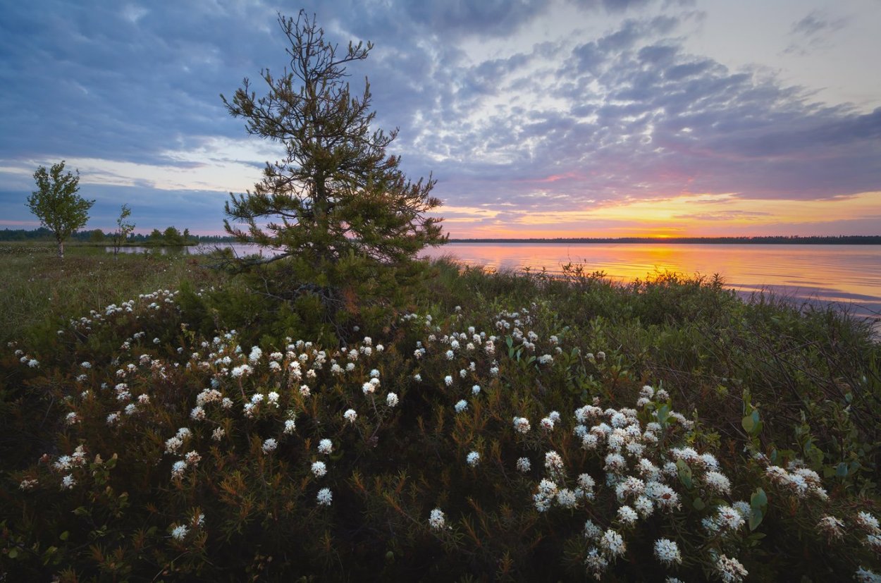 Красивый пейзаж Ямал цветение пушицы