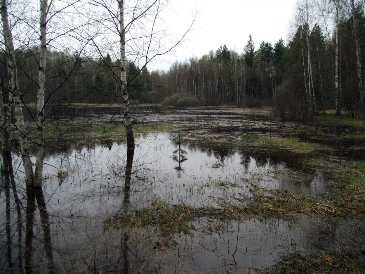 Черное болото Владимирская область