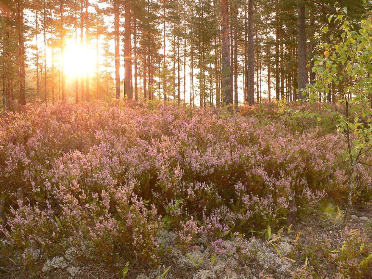 Вереск цветок Лесной