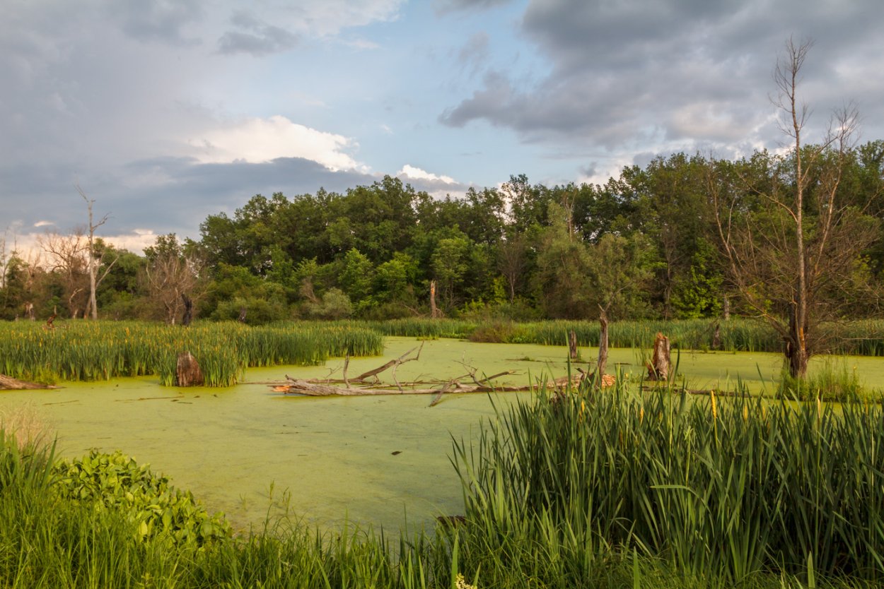 Болото Моховое Белгородская область