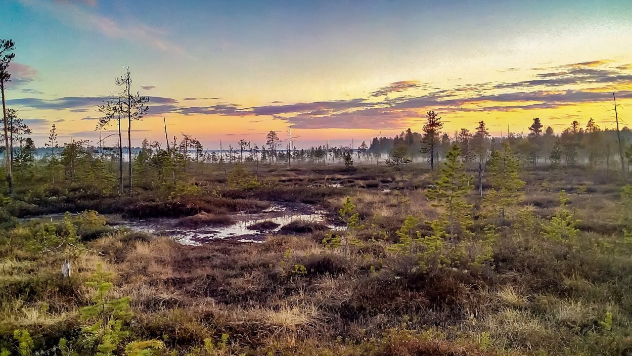 Тундра Западно-сибирской равнины
