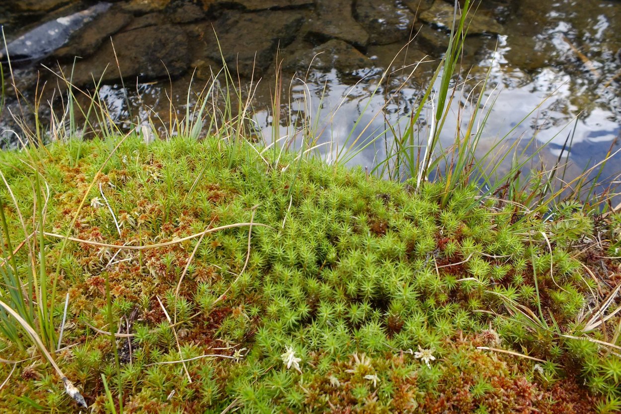 Мох сфагнум