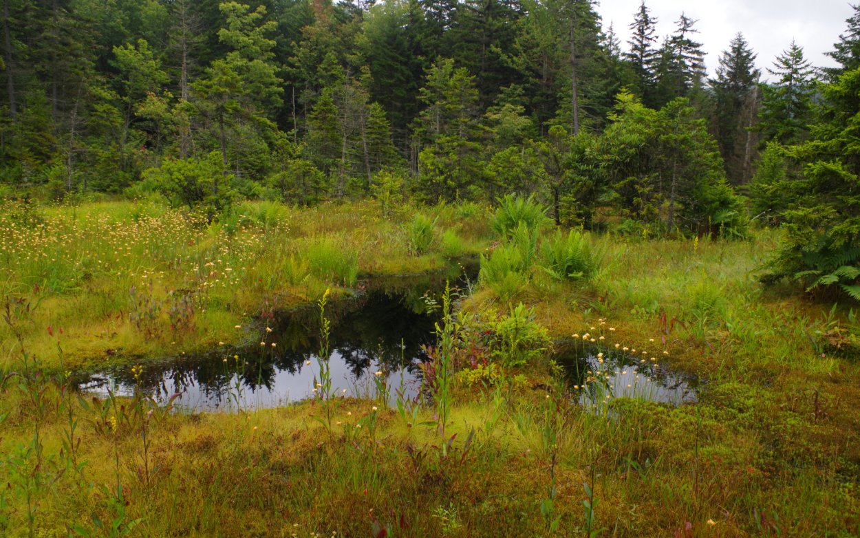 Березово-Сосновый заболоченный лес