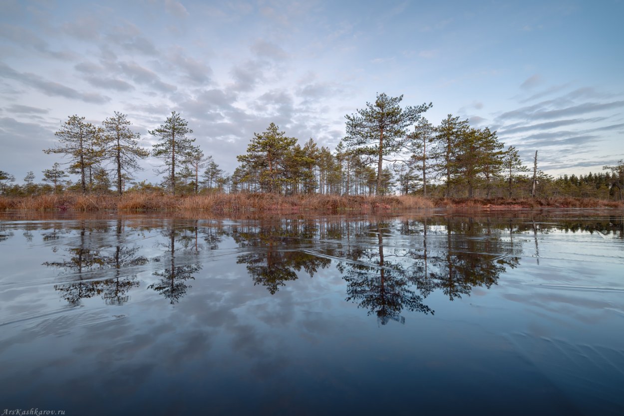 Поздняя осень на болоте