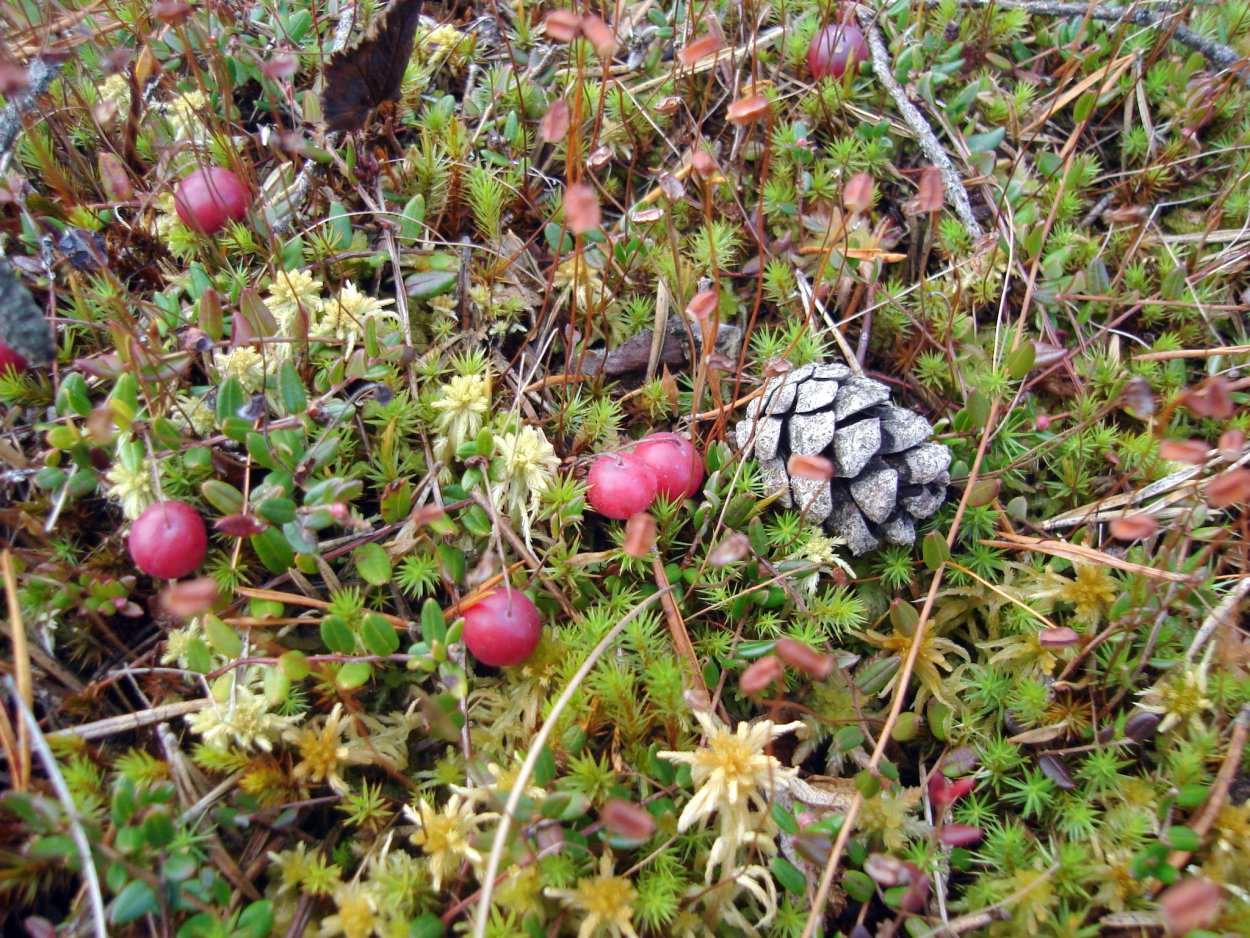 Васюганские болота ягоды