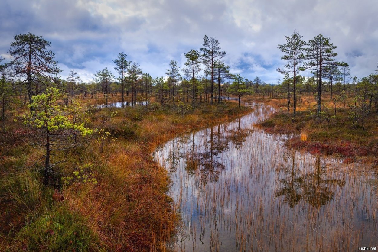 Верховые болота (олиготрофные)