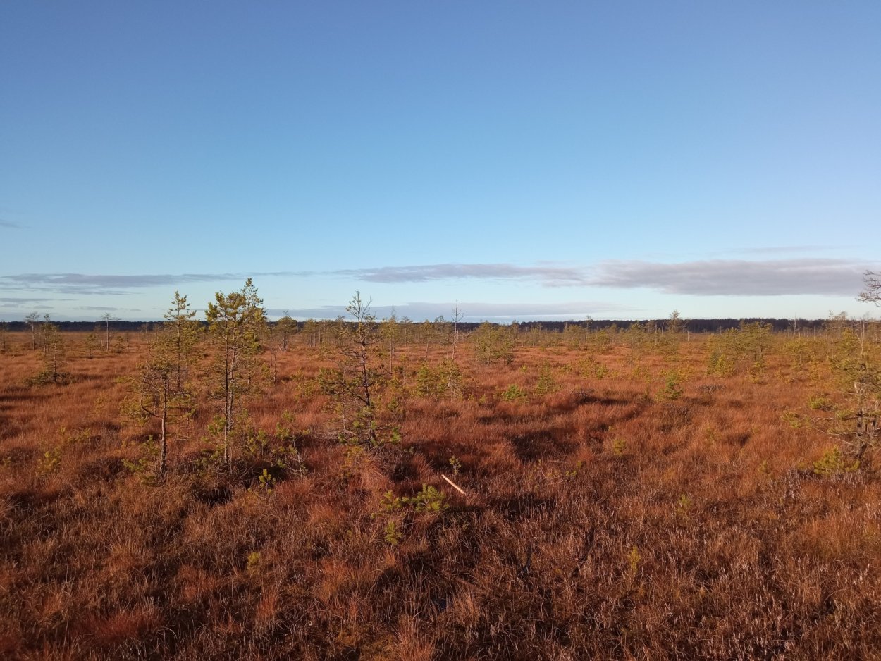 Сюрьевское болото Ленинградская область