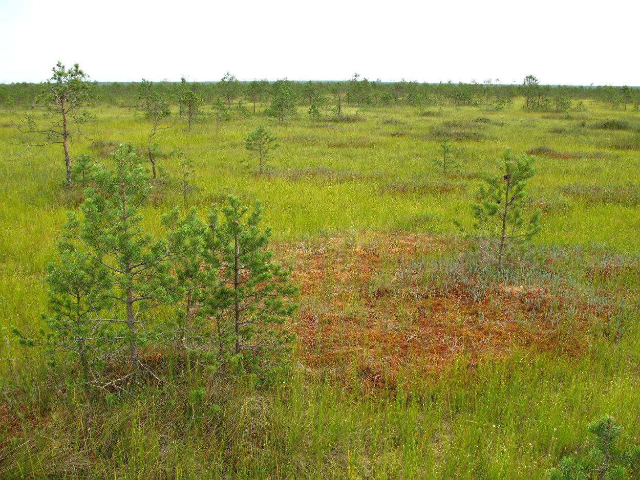 Торфяные болота в Беларуси