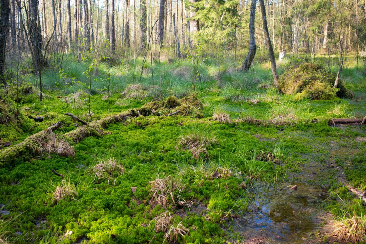 Беловежская пуща болота
