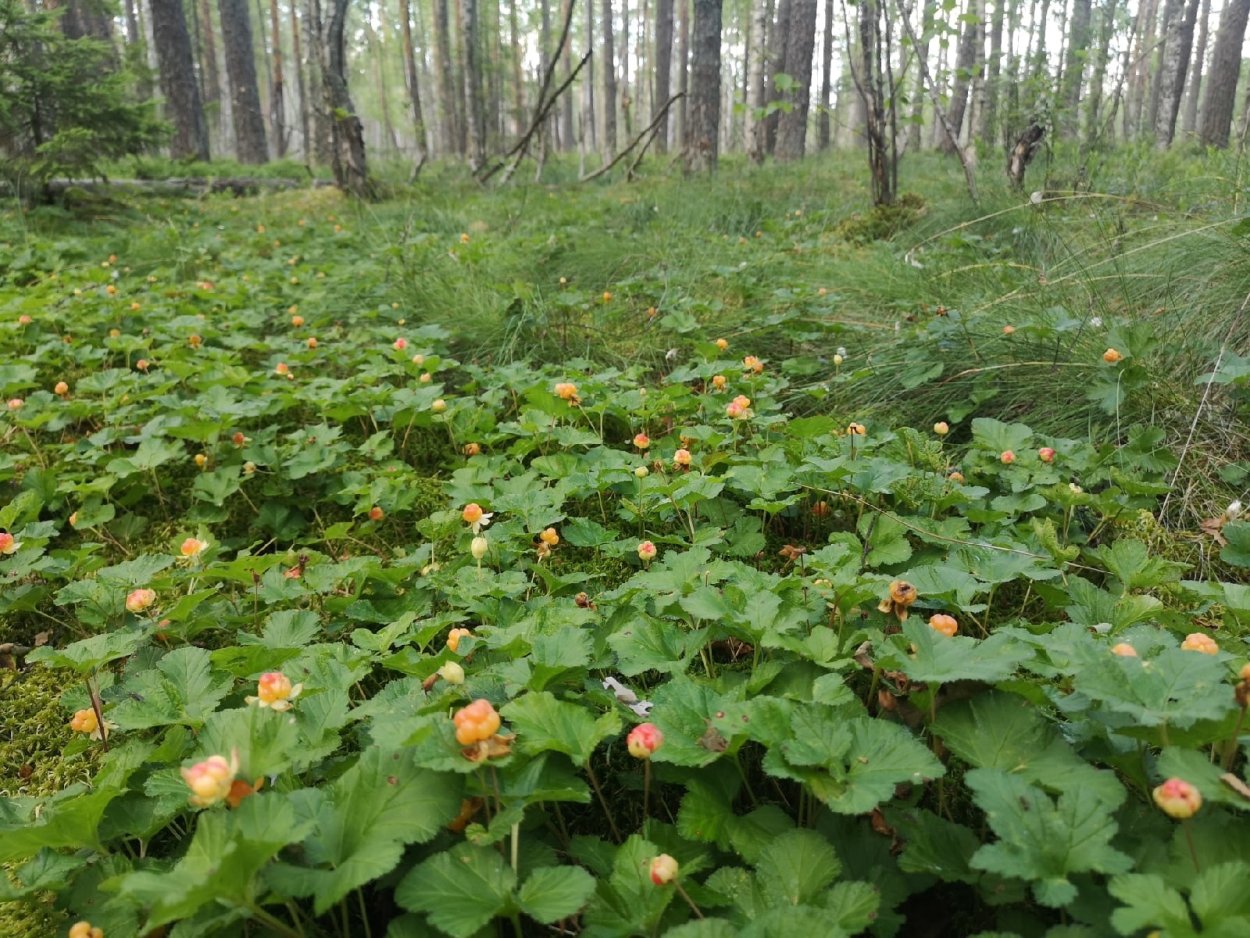 Морошка в Ленинградской области