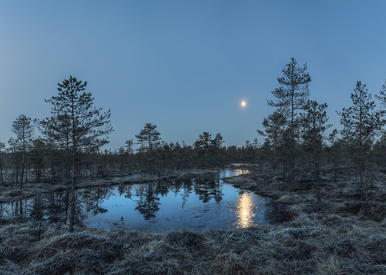 Болото Озерное в Выборгском районе