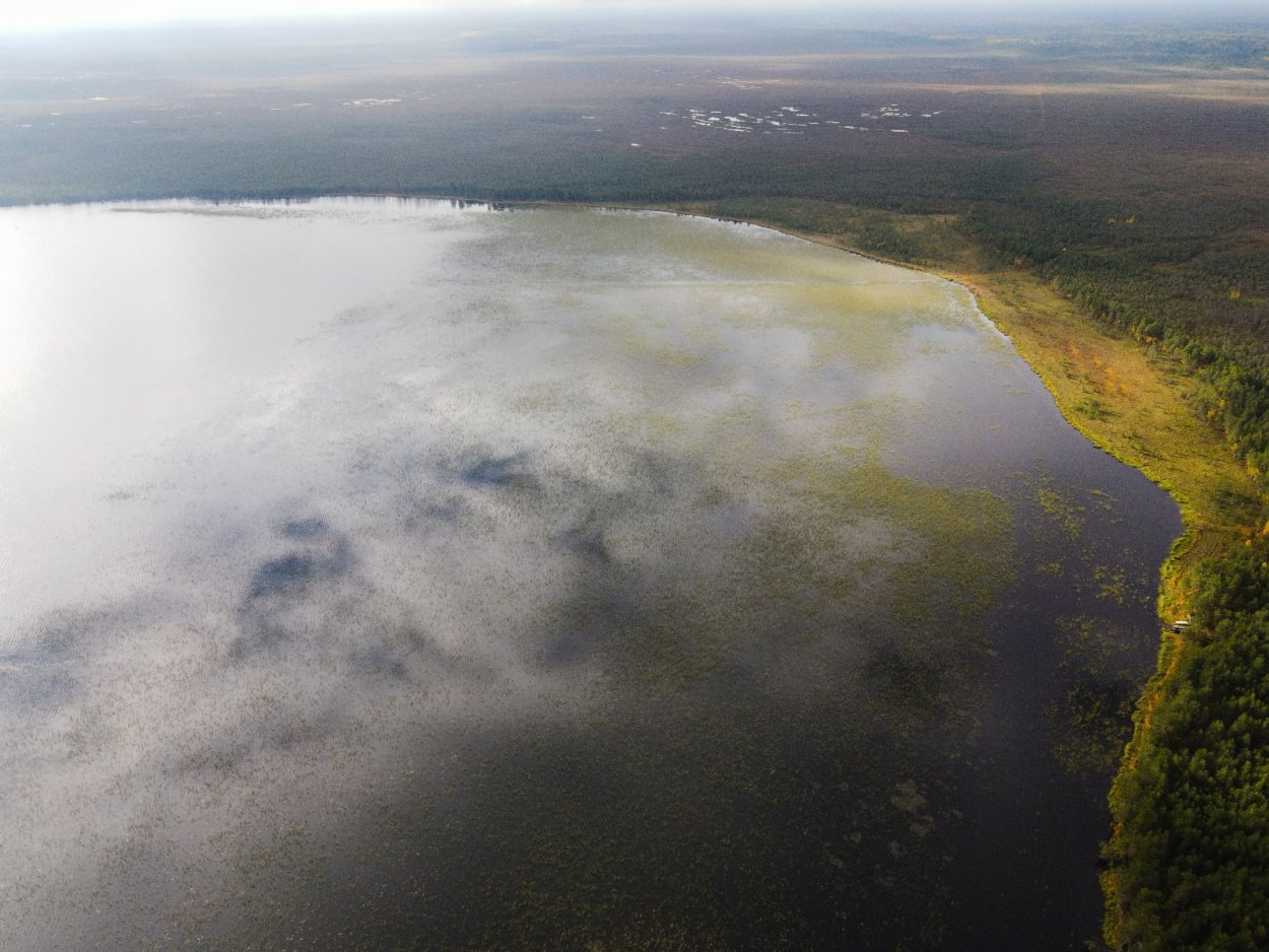 Мшинское болото