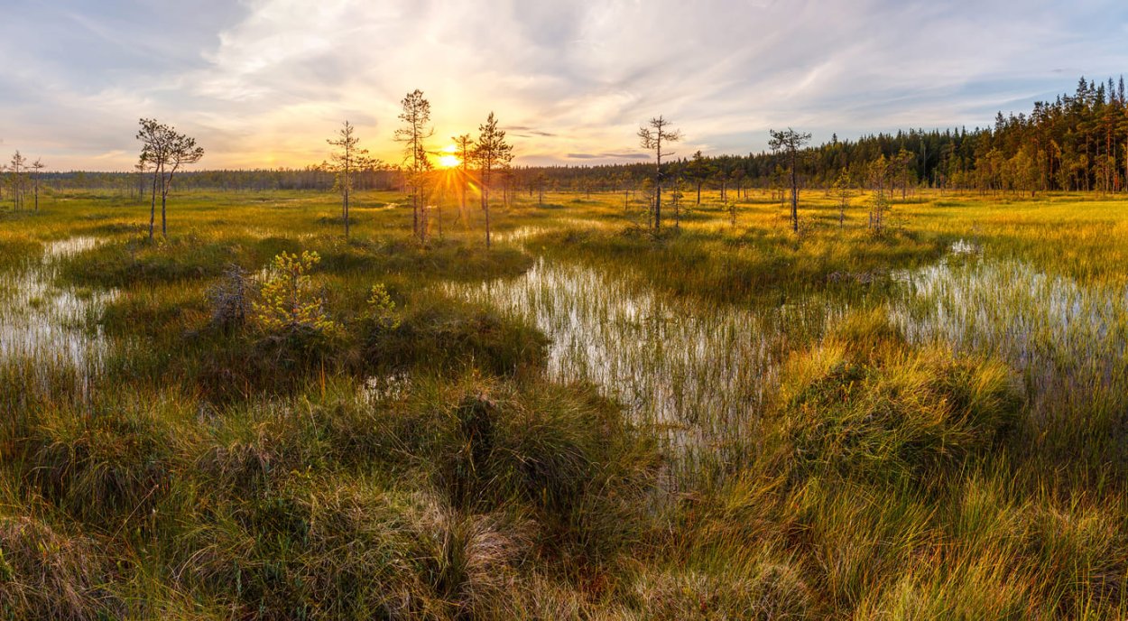 Болото трясина Топь