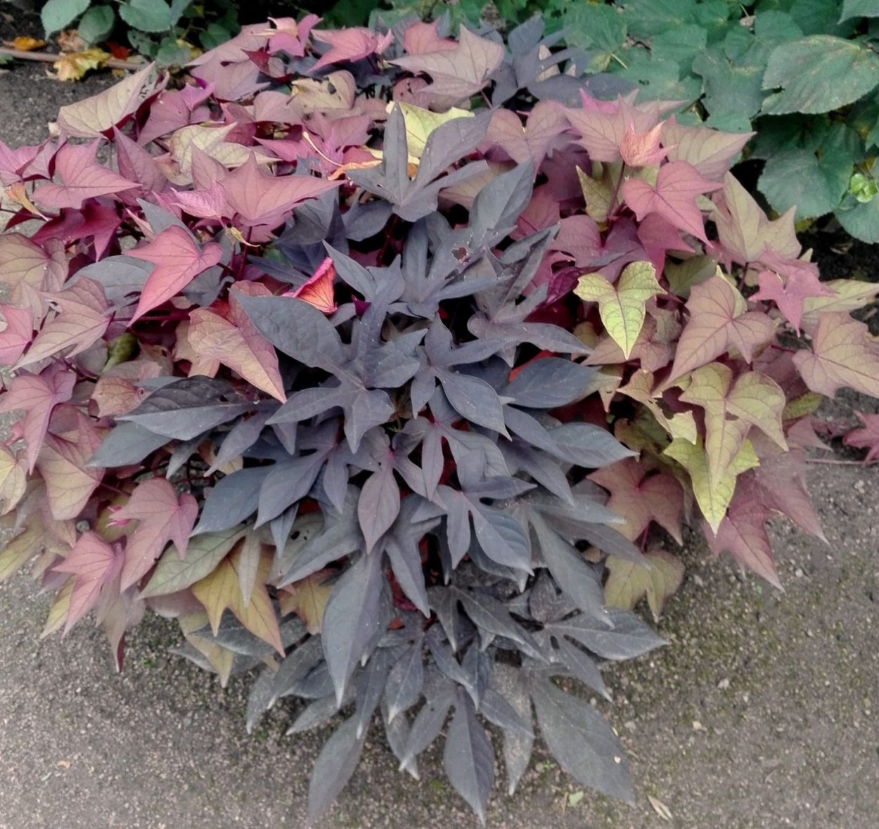 Ипомея Блектон