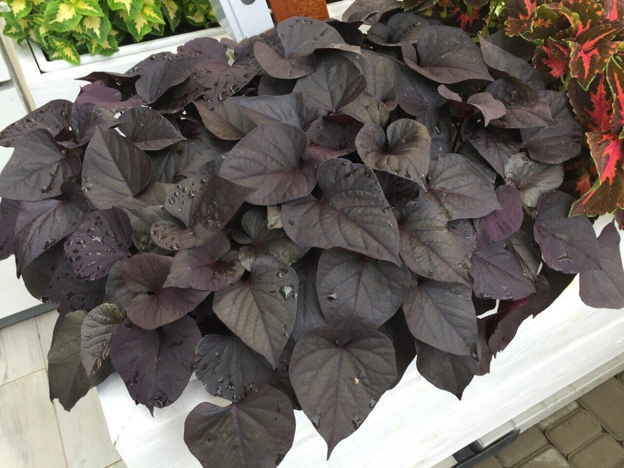 Ипомея батат Black