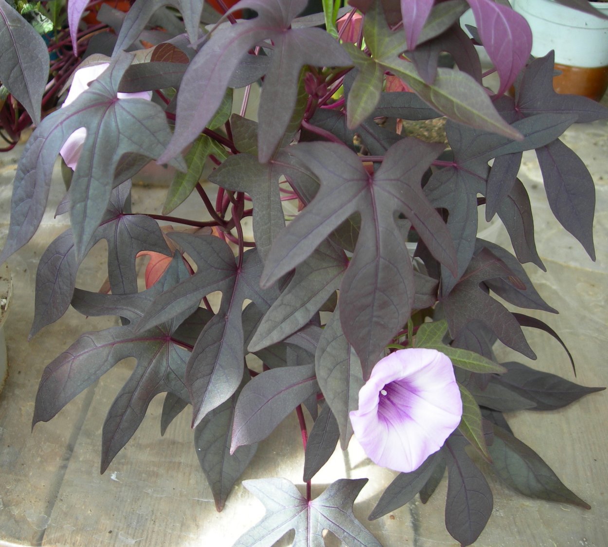 Цветок ипомея батат