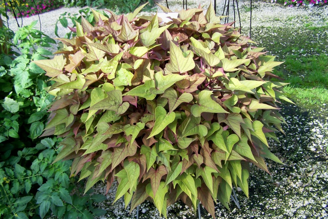 Ипомея батат Marguerite