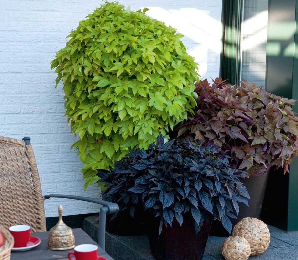 Цветок ипомея батат